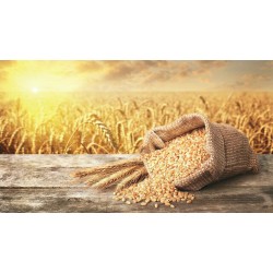 Buğday Ekmeklik - Makarnalık
